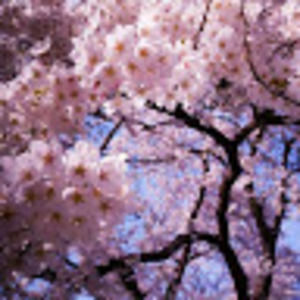 Meet your Posher, Annamary